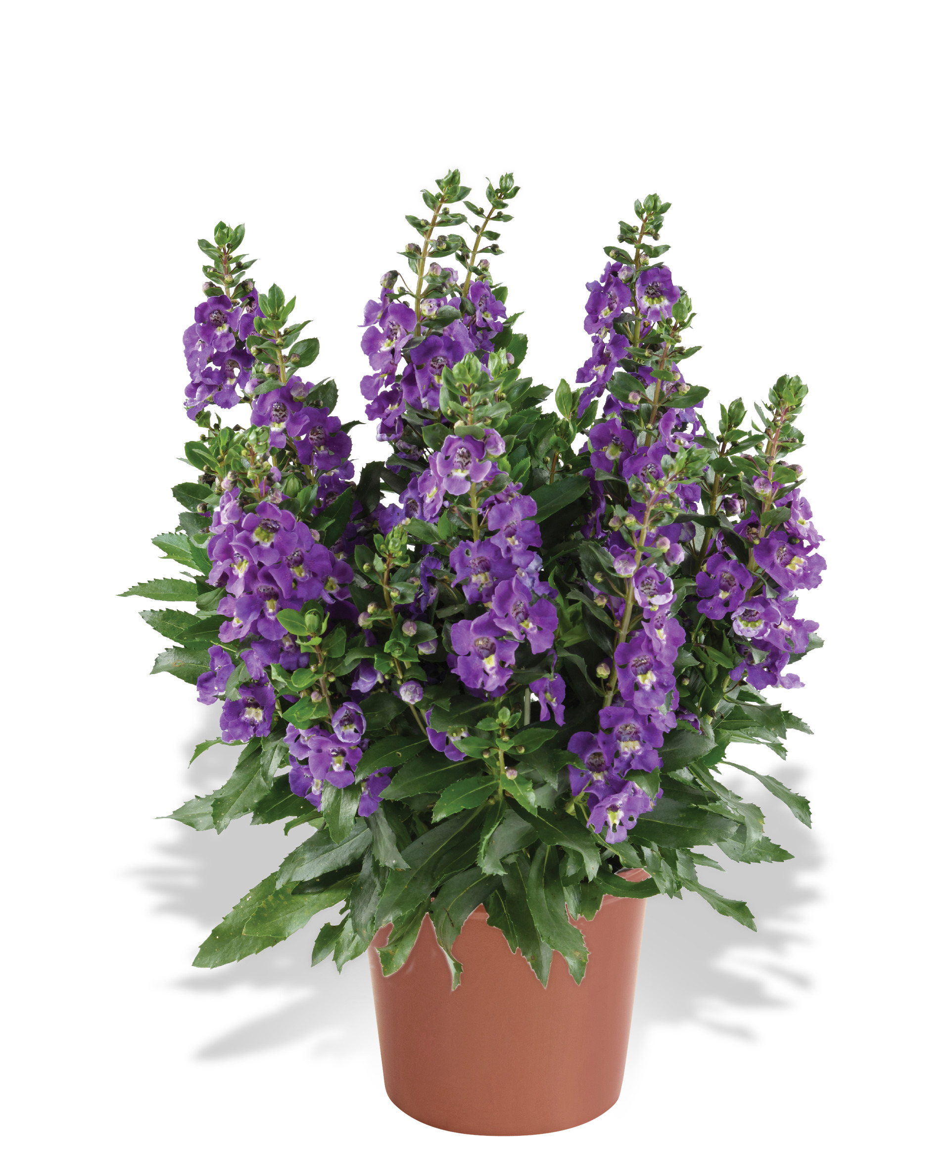 Alonia Dark Lavender