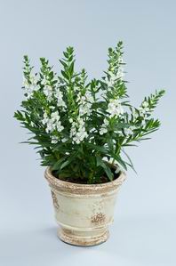 Alonia Big Snow Ball