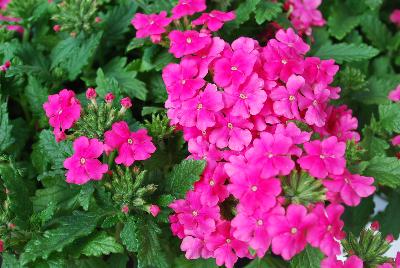 Vanessa Compact Deep Pink