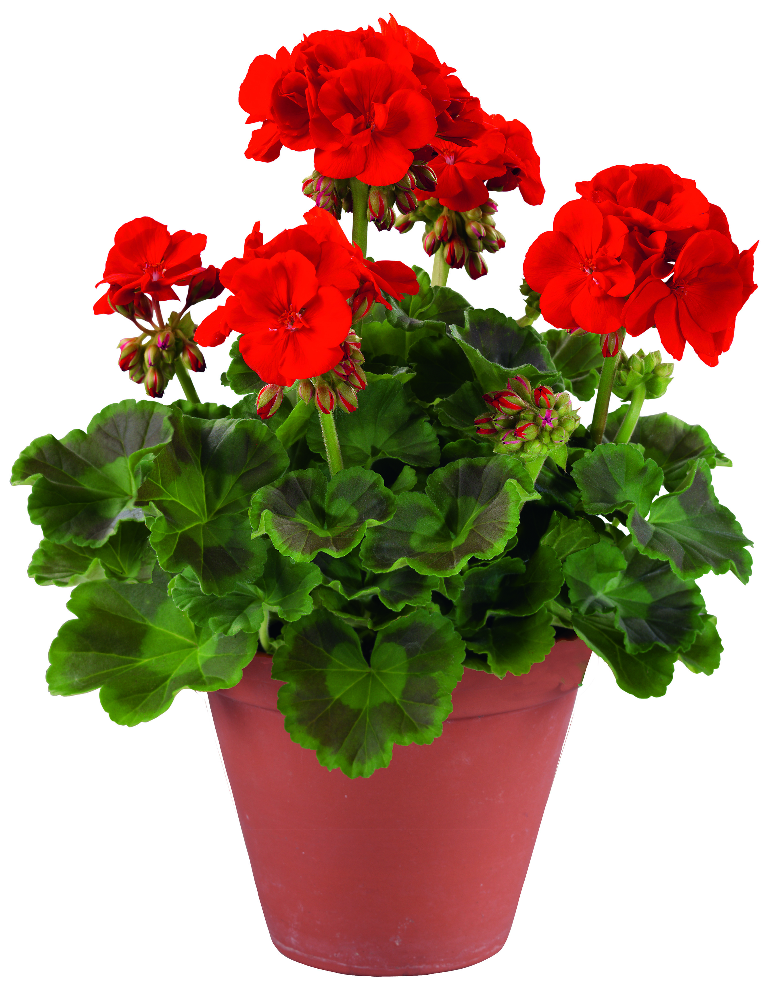 Easy Red (Bright Red/Serena Red)     